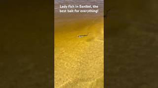 Ladyfish is the best bait for everything sanibelisland fishing [upl. by Arodnahs]