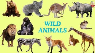 Wild Animals  Wild Animals for Kids  Wild Animals Vocabulary in English [upl. by Damal]