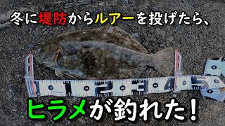 【冬の堤防からショアラバ！】ショア堤防から天然高級寒ひらめが釣れた！お手軽、簡単に巻くだけ釣法。 [upl. by Waterman540]