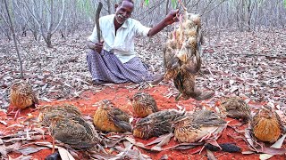 WILD QUAIL HUNTING  Delicious Red Sand Quail Cooking  தேறி காட்டு காடை வேட்டை  Village Grandpa [upl. by Eatnuhs187]