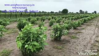 Fig Anjeer farming in Gujarat [upl. by Hawger]