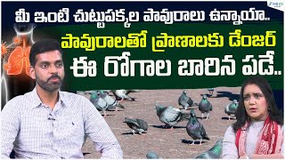 PigeonRelated Diseases Pigeon droppings can lead to severe lung issues  Dr Anudeep  Sakshi Life [upl. by Neleag132]