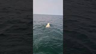 Polar bear found swimming in Hudson Bay Canada [upl. by Alicsirp678]