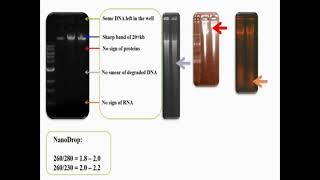 Extracted Genomic DNA on Agarose Gel [upl. by Asilam]