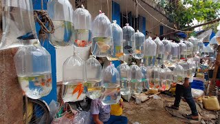 Recent Galif Street Aquarium Fish Market Update  Gallif Street Pet Market New Video galiffstreet [upl. by Michelina]