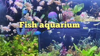 Fish aquarium  different type of fishes  colour full fishes 4k 2024 beautiful fish viral [upl. by Acissej15]