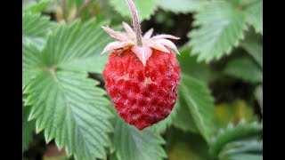 Neuroprotective Potential of Fragaria nubicola Juice on Ischemia Reperfusion Induced Brain Injury [upl. by Neeron]