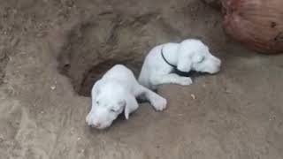 Rajapalayam Dog Training  40 Days Puppies Training  Rajapalayam Dogs Rocky And Daisy [upl. by Willey983]