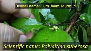 Polyalthia suberosa  Hum jaam tree  Murmuri [upl. by Merrel76]