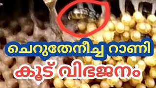 STINGLESS BEE QUEENCHERUTHENEECHA VALARTHALTHENEECHA VALARTHALതേനീച്ച കോളനി വിഭജനംDIVISION [upl. by Jareb]