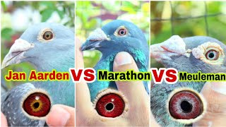 Jan Aarden VS Marathon VS Meuleman Pigeon  Top Class Imported Racing Pigeons [upl. by Newcomer]