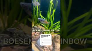 Boesmani Rainbow fish fish aquarium fishtank water rainbowfish plantedtank aquascape yt yt [upl. by Ahtabat965]