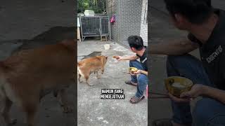 Anjing Ini Membuat Pemiliknya Terkejut Dengan Tingkahnya [upl. by Yessydo]