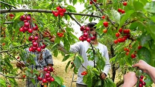 Picking Wild Cherry  Cherry Fruit Tree  Cherry Fruits Picking [upl. by Kaliope490]