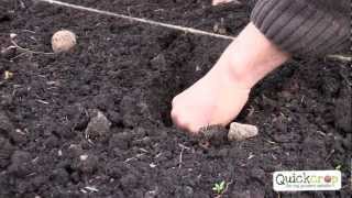 How To Grow Potatoes  The Best Way To Grow Your Own [upl. by Adrea9]