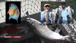 Angler West Classics 4 Shasta Lake Deep Water Salmon amp Plankton Eating Trout [upl. by Tellford309]