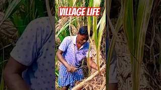 Sugarcane cutting shorts sugarcane ytshortsvillagelife [upl. by Suirradal676]