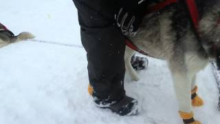 Bottines polaires pour chien de traineau  le test [upl. by Daryn606]