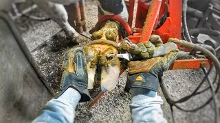 COWS LEG BENT IN PAIN FOR HOOF TRIMMING Is it UNCOMFORTABLE or DOES IT HURT [upl. by Esta]