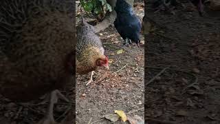 Eicheln amp Kastanien für Hühner 🌰🐔 Shorts Hühnerhaltung Hühnerhalten HühnerimGarten [upl. by Maibach806]