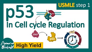 p53 in cell cycle regulation  p53 and cancer  p53 tumor suppressor [upl. by Arriek712]