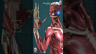 Human body muscles 3D [upl. by D'Arcy]