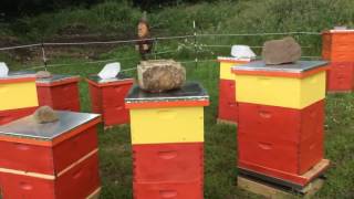 Making Mite Monitoring Fun Gnome Apiary Tour [upl. by Gernhard]