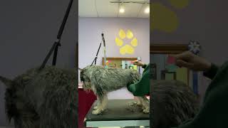 HandStripping an Overgrown Schnauzer Part 4 [upl. by Irtemed39]