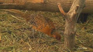 Гибридная самка Hybrid Syrmaticus reevesii pheasant [upl. by Acimot]