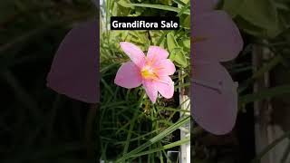 Rain lilly grandiflorasale zephyranthes minutashorthome garden whatsapp 9942619618 [upl. by Akitan]