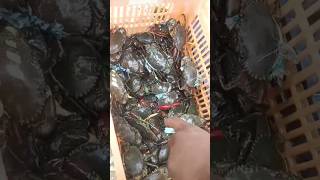 Live peethalu maa Repalle market lo size ni batti cost crabs live ytshorts subscribemychannel [upl. by Hollah]