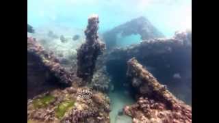 Snorkel Tangalooma Wrecks on Moreton Island [upl. by Black893]