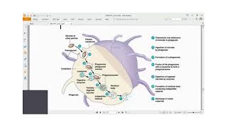 Immunology Lecture Series 18 Innate Immunity Part 3 [upl. by Lipps228]