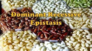 Dominant Recessive Epistasis  Genetics  Biology  BioStudy Pathshala [upl. by Jac103]