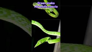 Long nosed whip snake Ahaetulla nasuta  green snake tree snake [upl. by Asoramla]