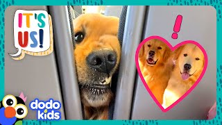 Golden Retrievers Love Being Besties With Everyone  Dodo Kids  It’s Me [upl. by Nos]