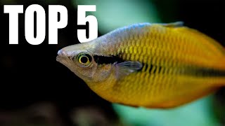 5 MUST HAVE Tankmates for RAINBOWFISH [upl. by Alpert]