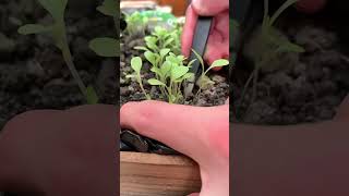 Sheesh salade semis potager permaculture jardin sheesh satisfaisant [upl. by Akimik]