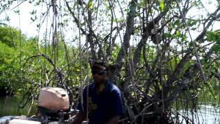 Collecting ants in mangroves Madang lagune PNG [upl. by Amek234]