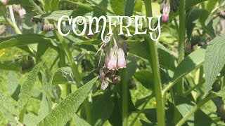 Plant COMFREY Under Fruit Trees to Attract BEES [upl. by Eimaraj627]