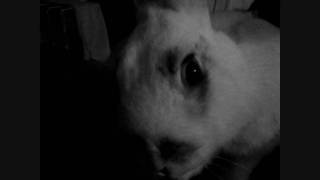 Dramatic Rabbit  Dramatic Look  Bunny [upl. by Vedis]