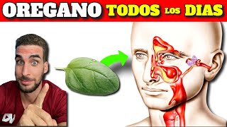 Beneficios de Comer Orégano todos los Días Super Planta Medicinal Antioxidante [upl. by Mildred]