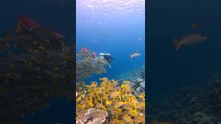 So much fish maldives scubadiving travel shorts [upl. by Laundes]