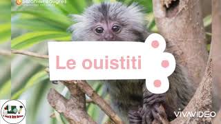 Le ouistiti [upl. by Ycul]