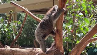 Koala Cleland Wildlife Park [upl. by Nairbo]