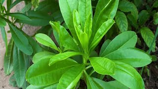 Talinum fruticosum Ceylon spinach [upl. by Columbyne123]