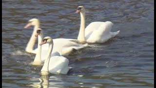 Hamburger Alsterschwäne schwimmen wieder [upl. by Etireugram]