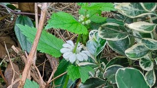 back garden mid October UK white dead head nettle erigeron daisy blooming good [upl. by Anet311]