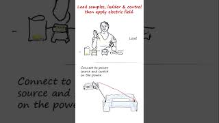 Agarose gel electrophoresis of DNA in brief  genetics biology biotechnology [upl. by Hedvah]