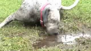 Dog Wallowing in the Mud [upl. by Chance]